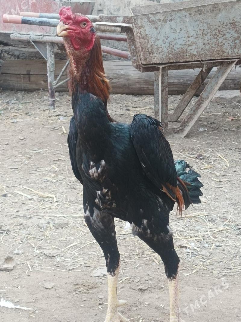 Horaz - Дянев - img 2