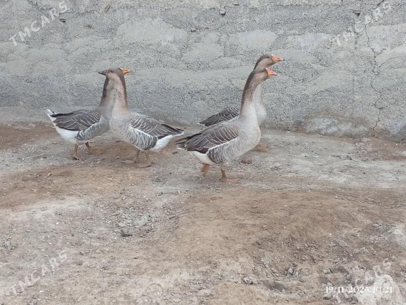 GUSS - Херрикгала - img 4