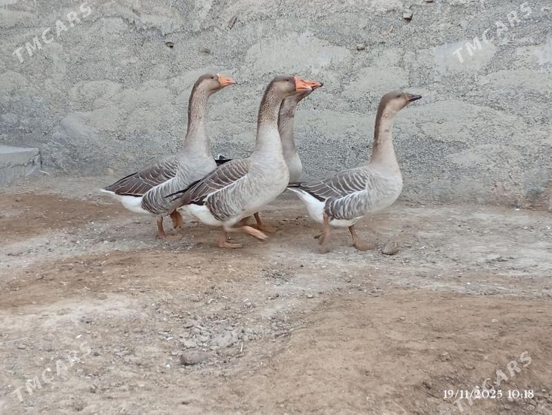 GUSS - Херрикгала - img 3