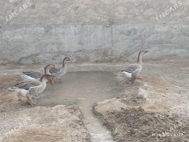 GUSS - Херрикгала - img 6