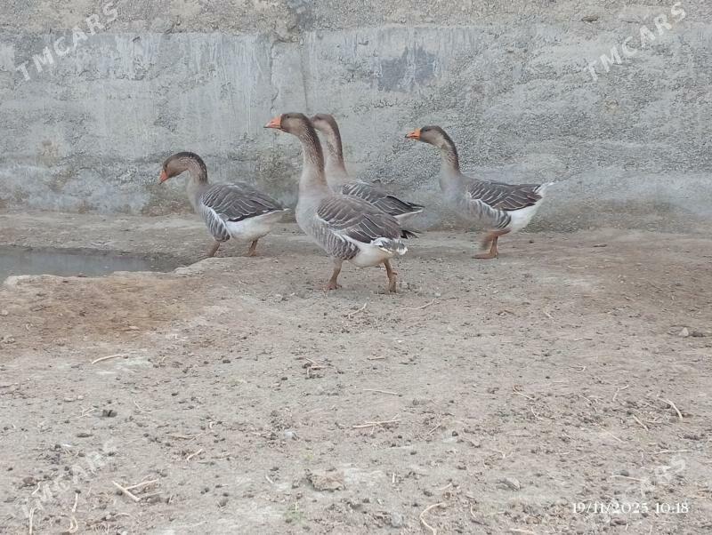 GUSS - Херрикгала - img 5