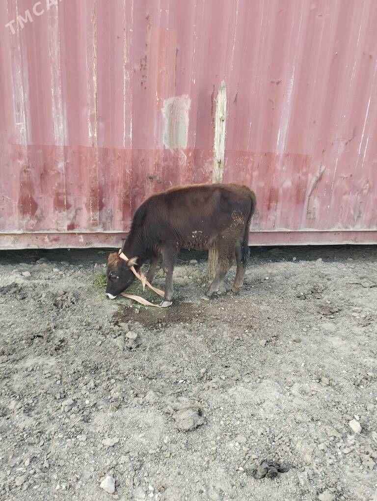 okuz - Туркменбаши - img 6