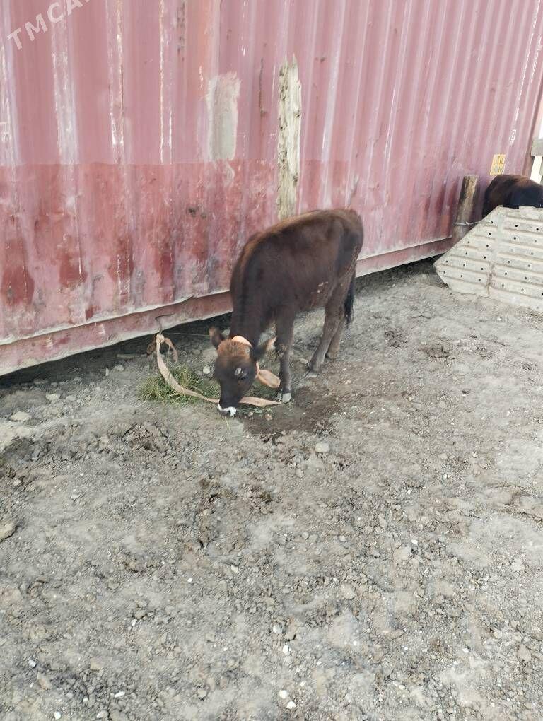 okuz - Туркменбаши - img 5