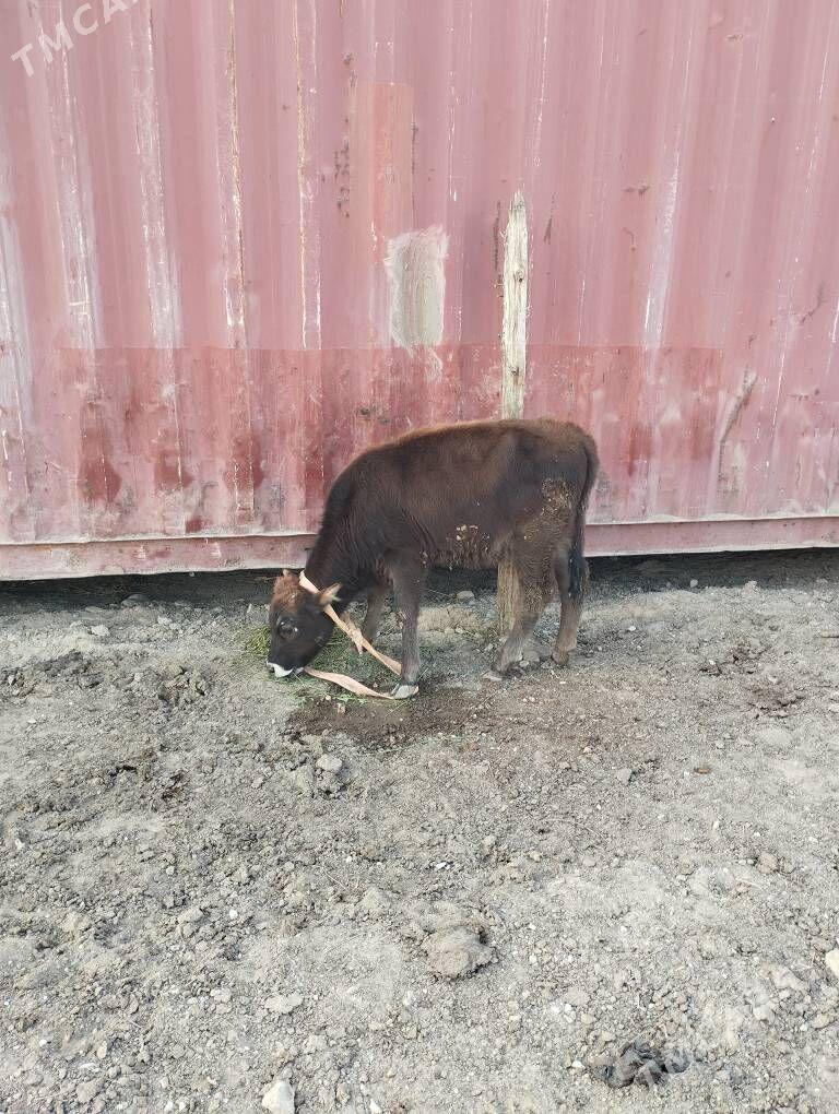 okuz - Туркменбаши - img 8