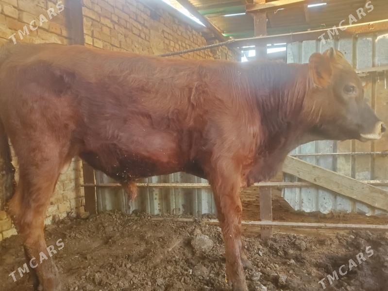 okuz - Ашхабад - img 2