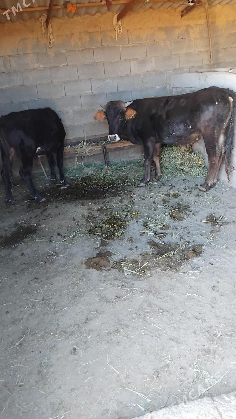 öküz - Бахарден - img 3