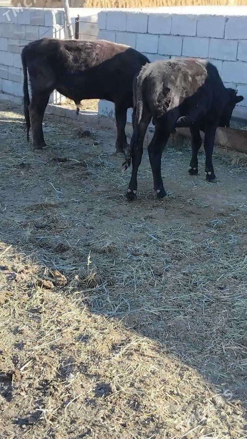 öküz - Бахарден - img 2