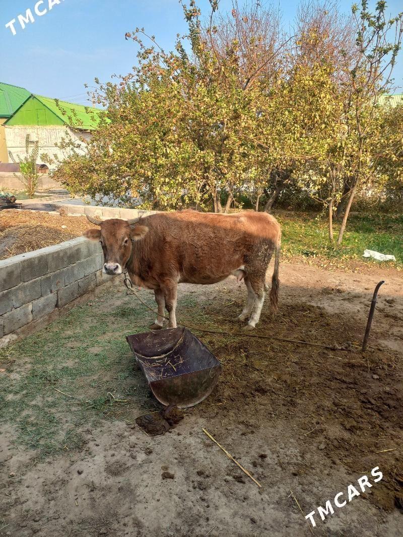 Bogaz sygyr - Änew - img 1