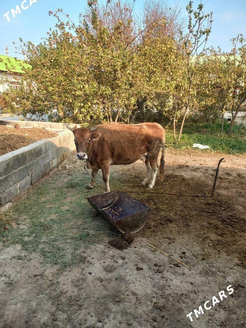 Bogaz sygyr - Änew - img 2