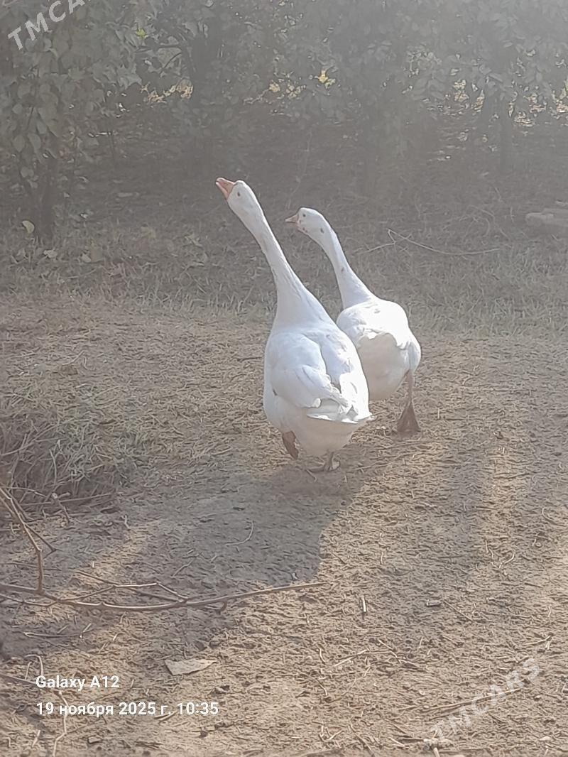 газ - Çärjew - img 2