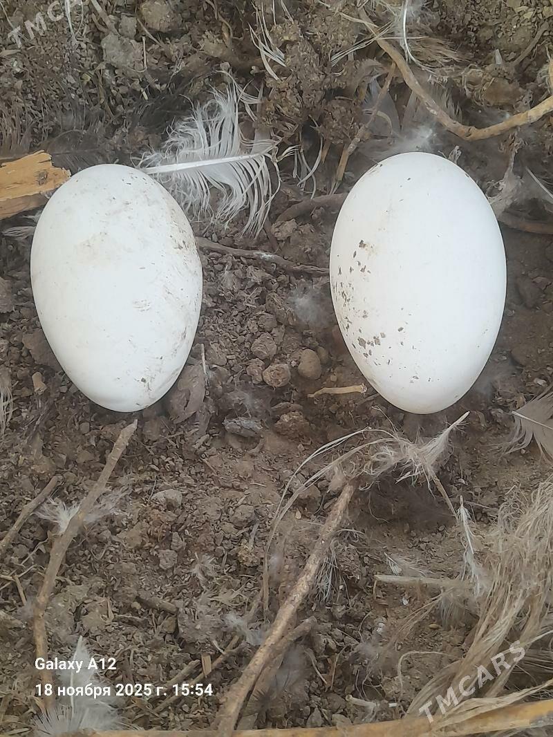 газ - Çärjew - img 3