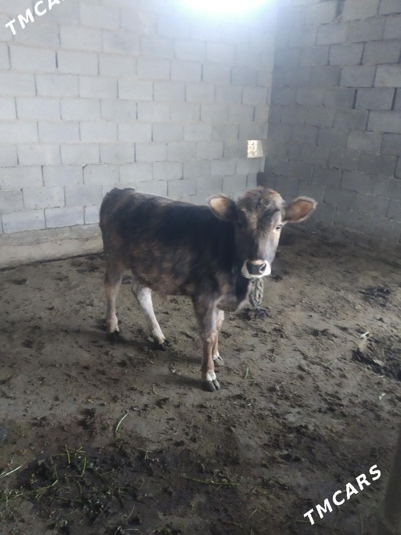 okuz - Ак-Бугдайский этрап - img 5