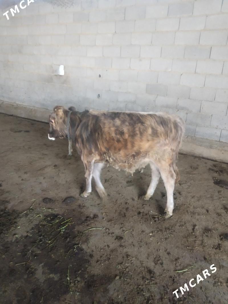 okuz - Ак-Бугдайский этрап - img 4