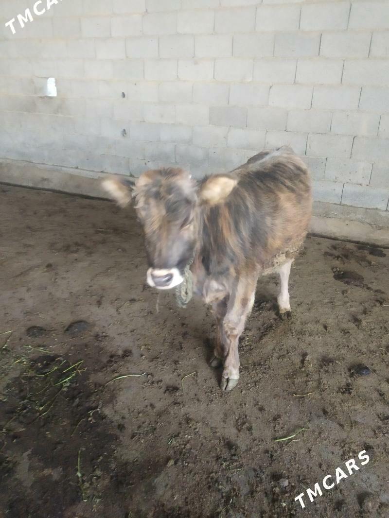 okuz - Ак-Бугдайский этрап - img 2