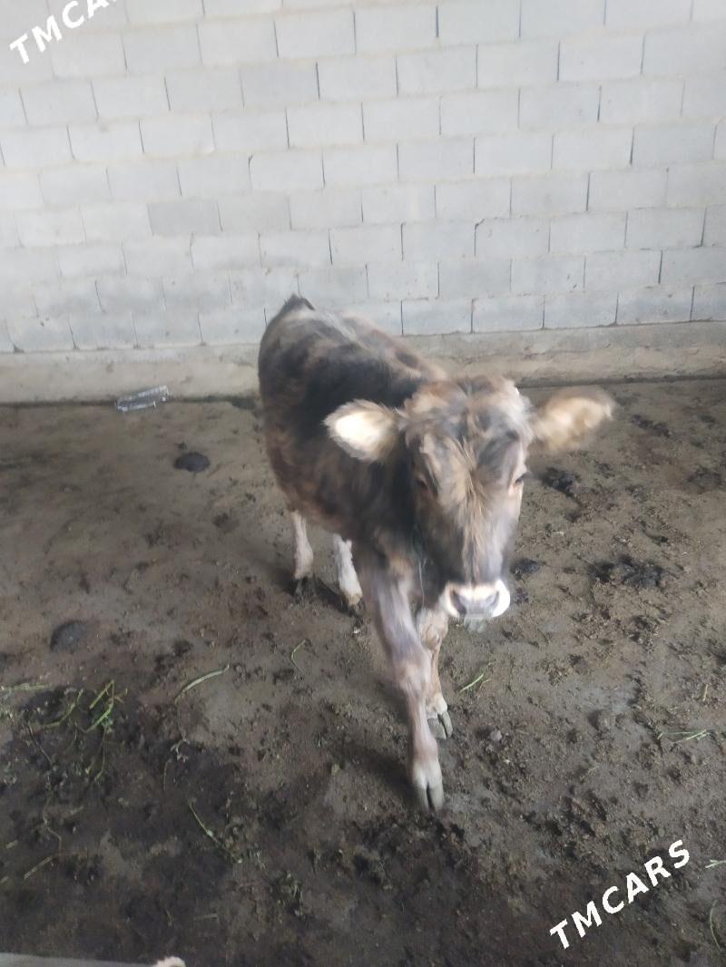 okuz - Ак-Бугдайский этрап - img 3