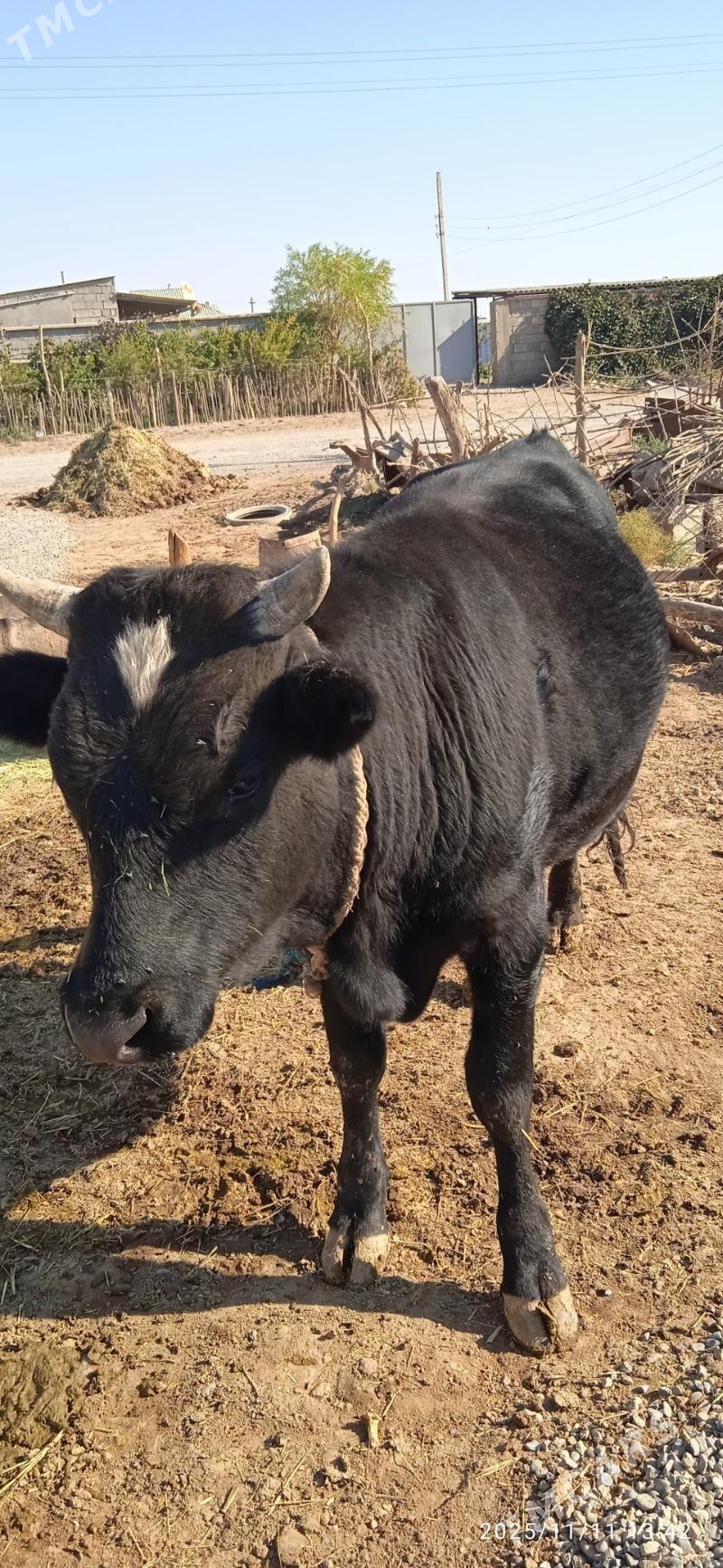 Ökiz - Бабадайхан - img 3