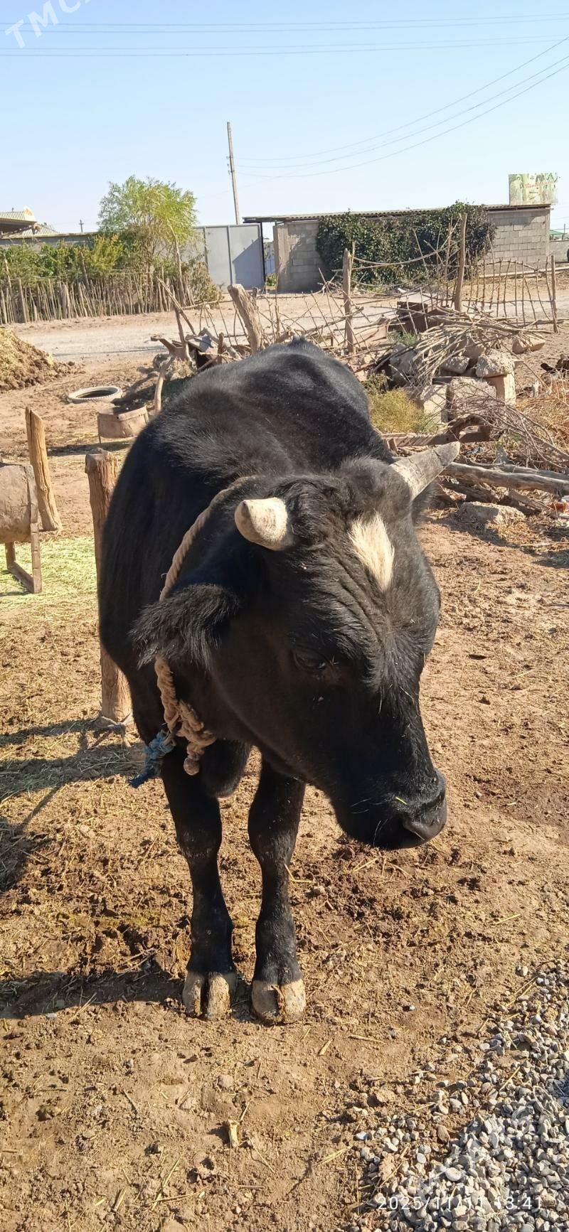 Ökiz - Бабадайхан - img 4