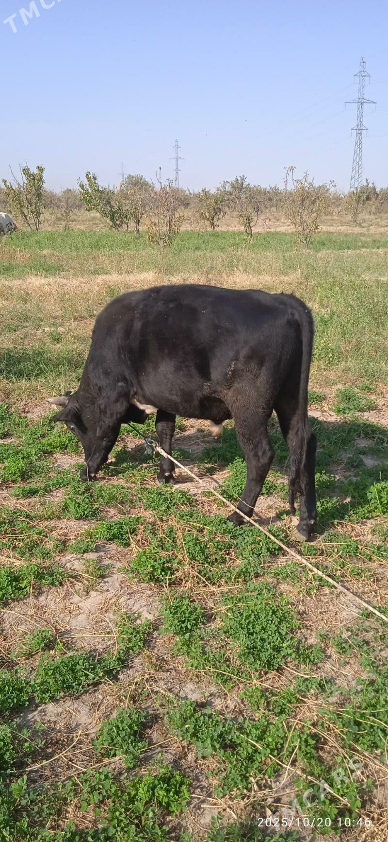 Ökiz - Бабадайхан - img 6