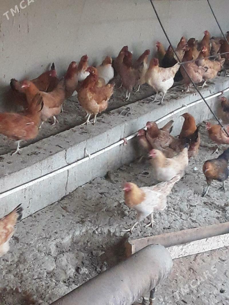 Towuk - Bäherden - img 3