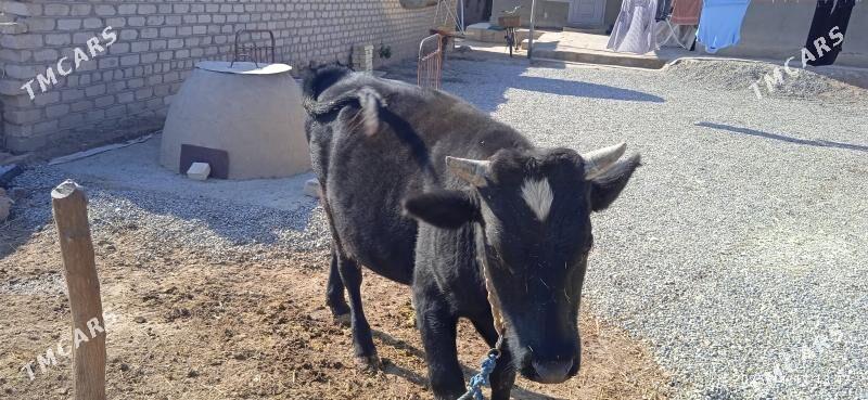 Ökiz - Бабадайхан - img 5