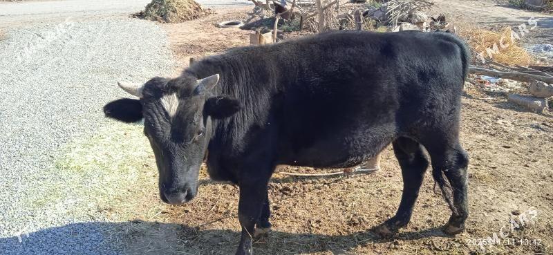 Ökiz - Бабадайхан - img 2