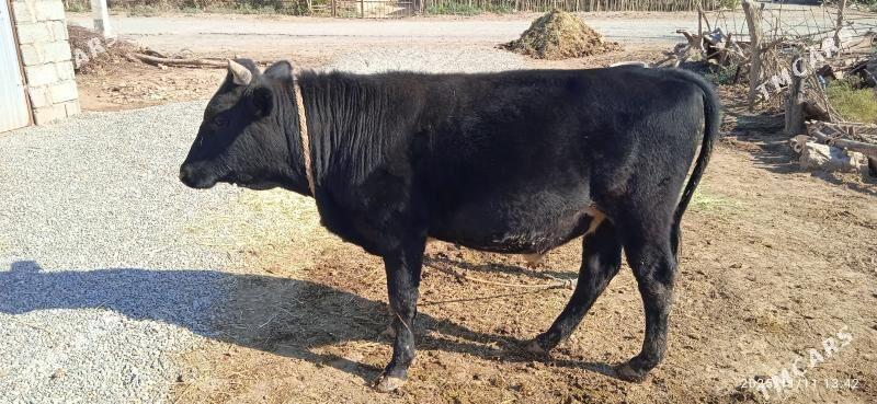 Ökiz - Babadaýhan - img 1