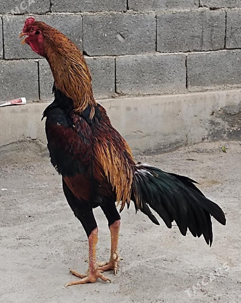 Tasgent - Бедев - img 7