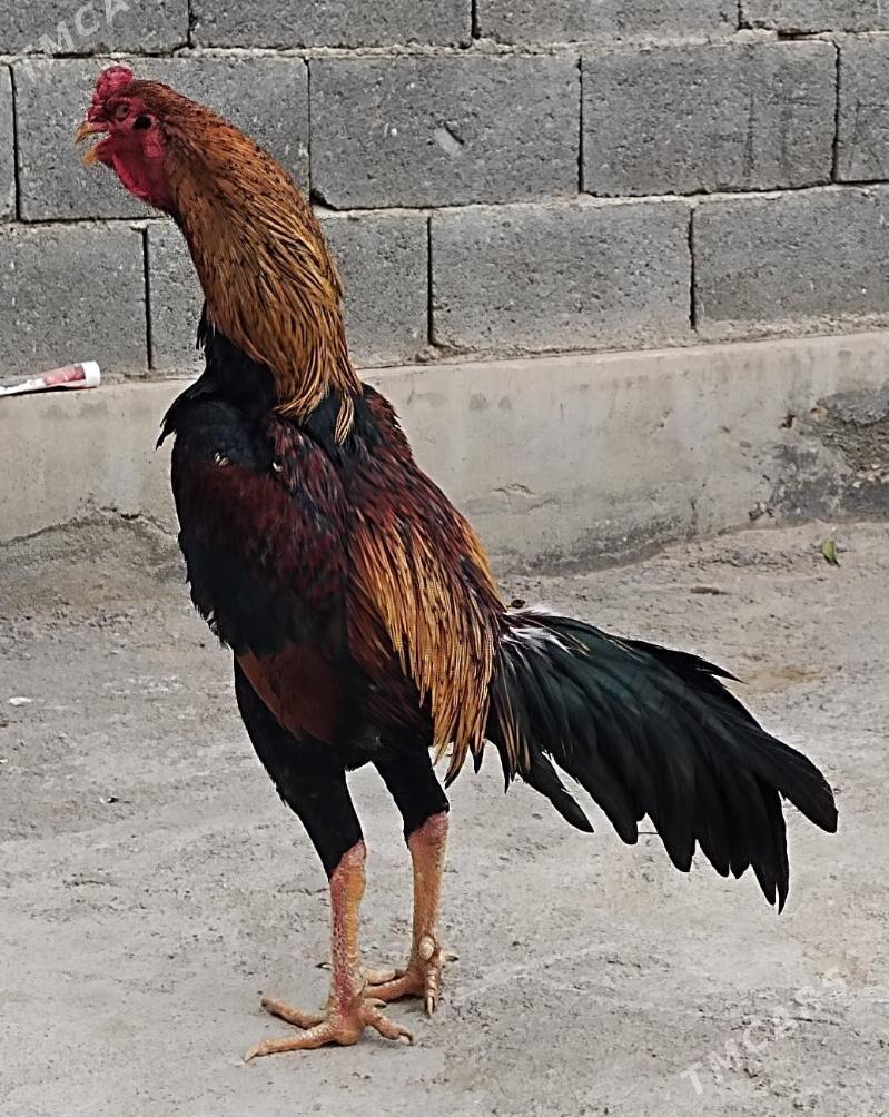 Tasgent - Бедев - img 4