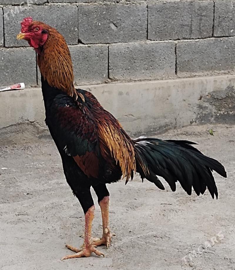 Tasgent - Бедев - img 6