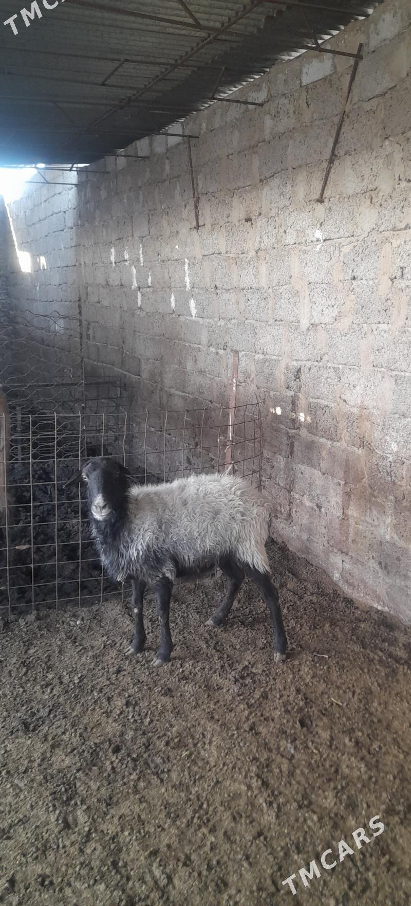 goyun - Garadamak Şor - img 2