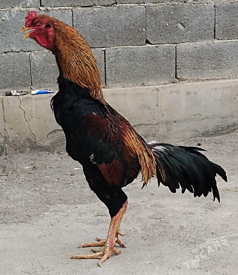 Tasgent - Бедев - img 2