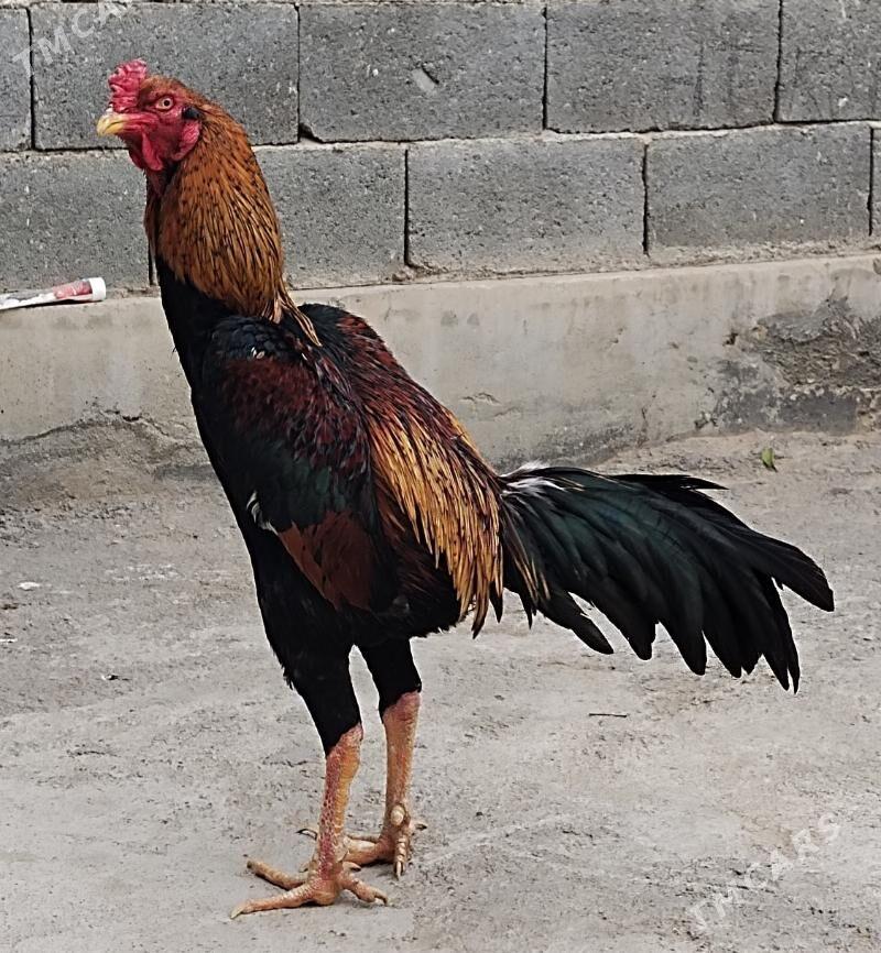 Tasgent - Бедев - img 3