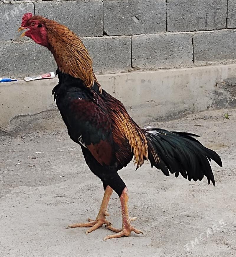 Tasgent - Бедев - img 1