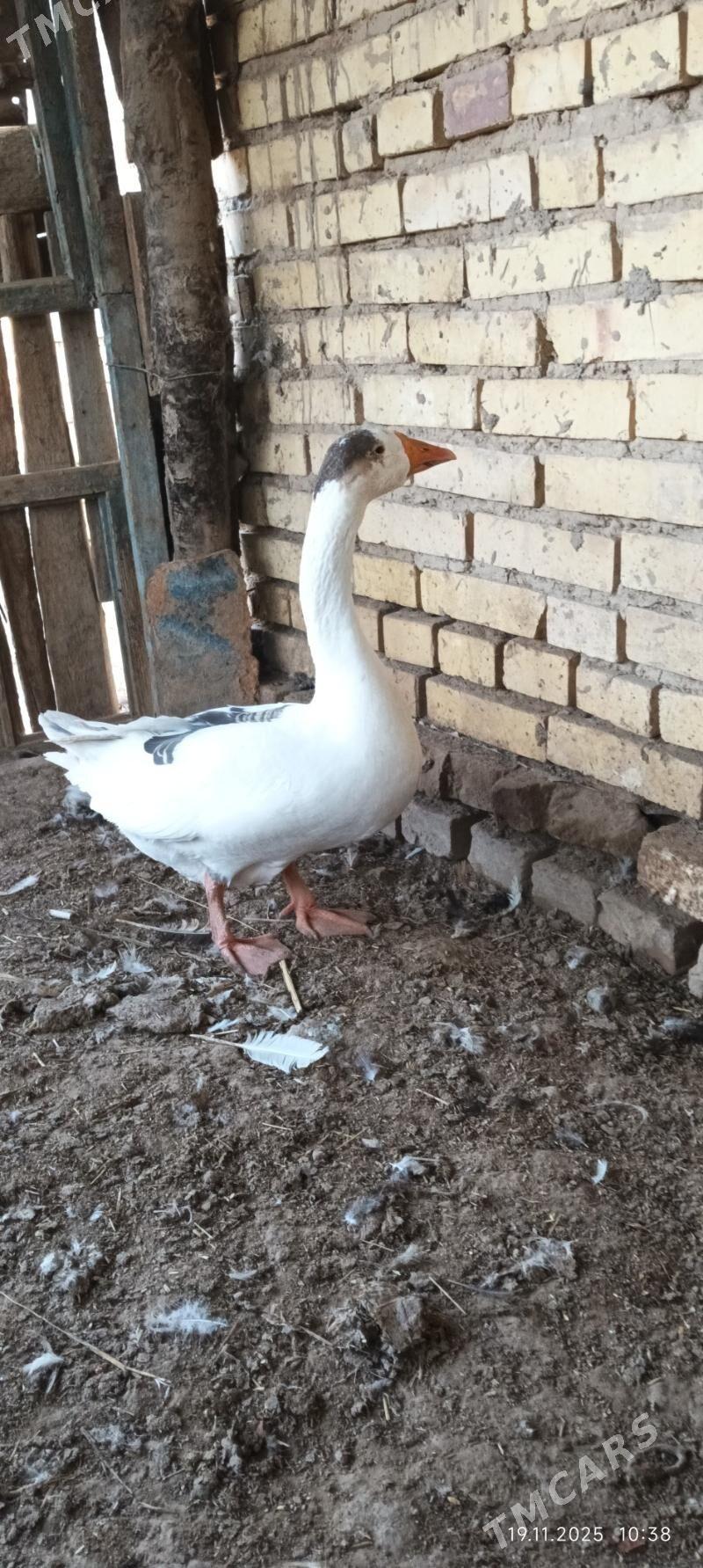 ordek gus - Wekilbazar - img 2