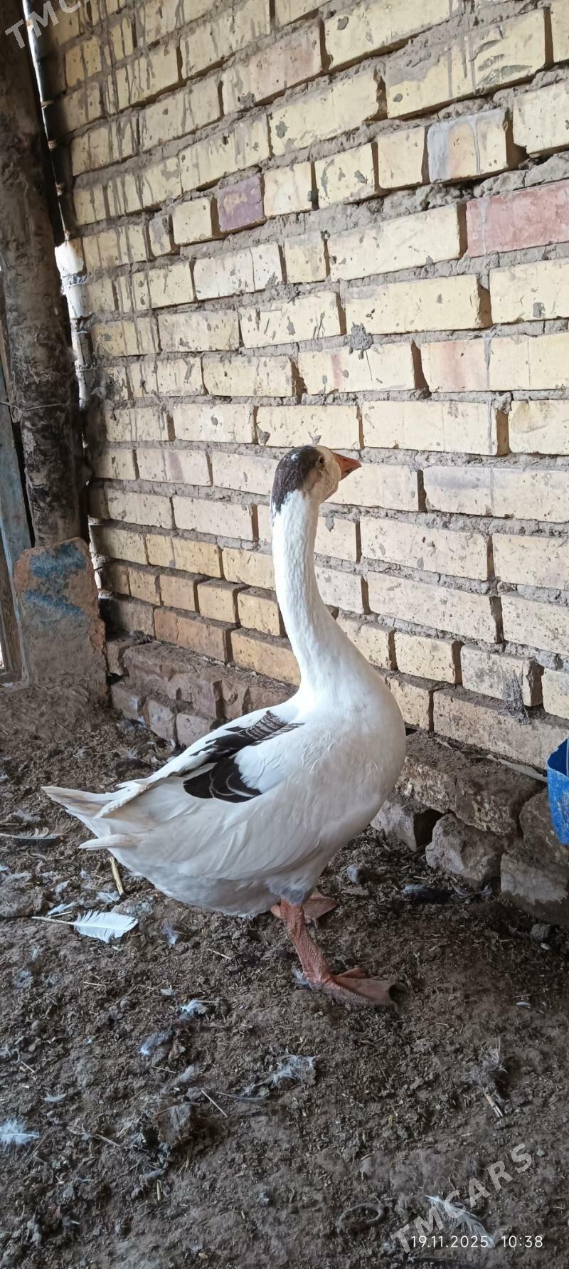 ordek gus - Wekilbazar - img 3