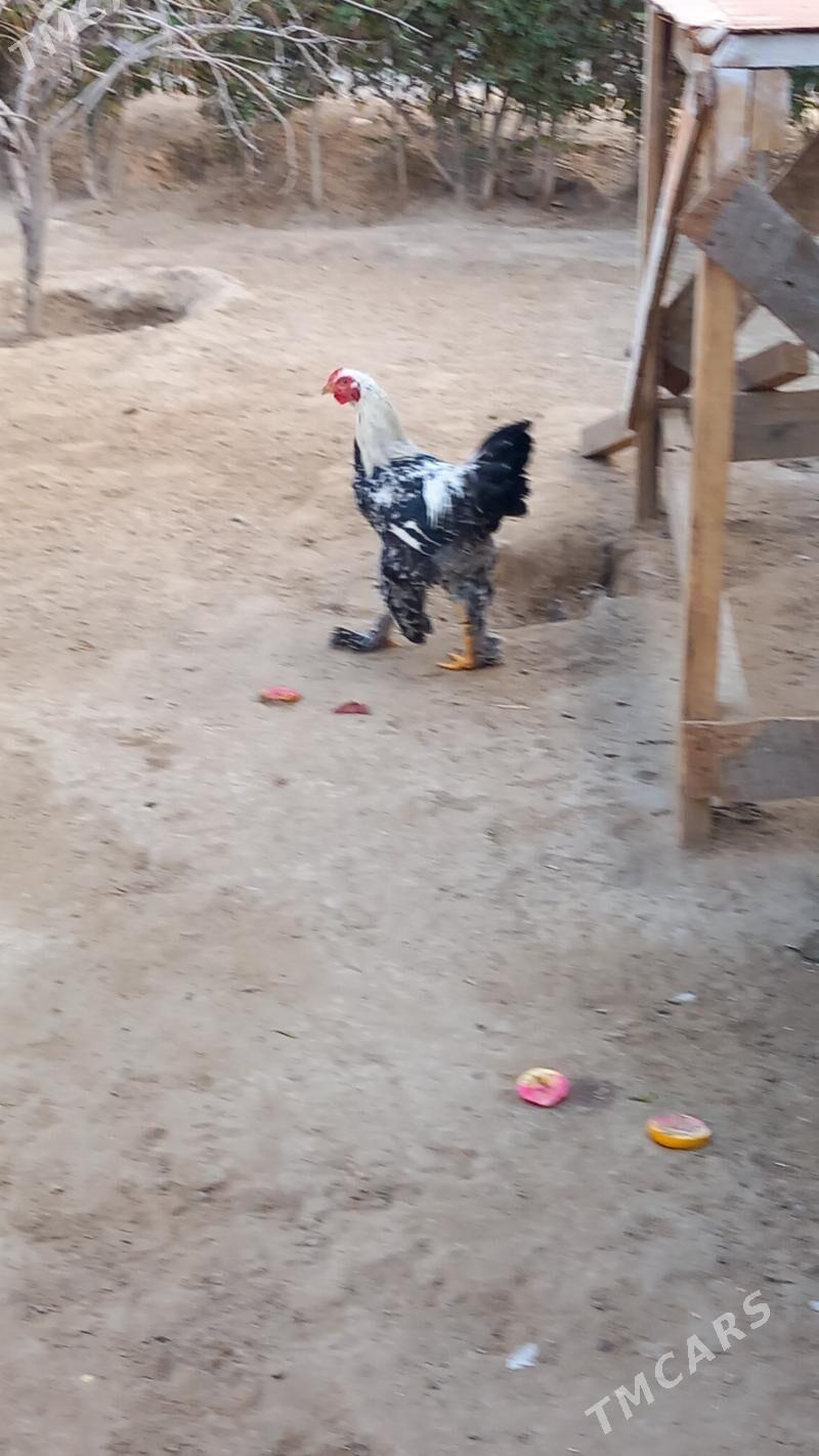 balgar horaz - Хитровка - img 2