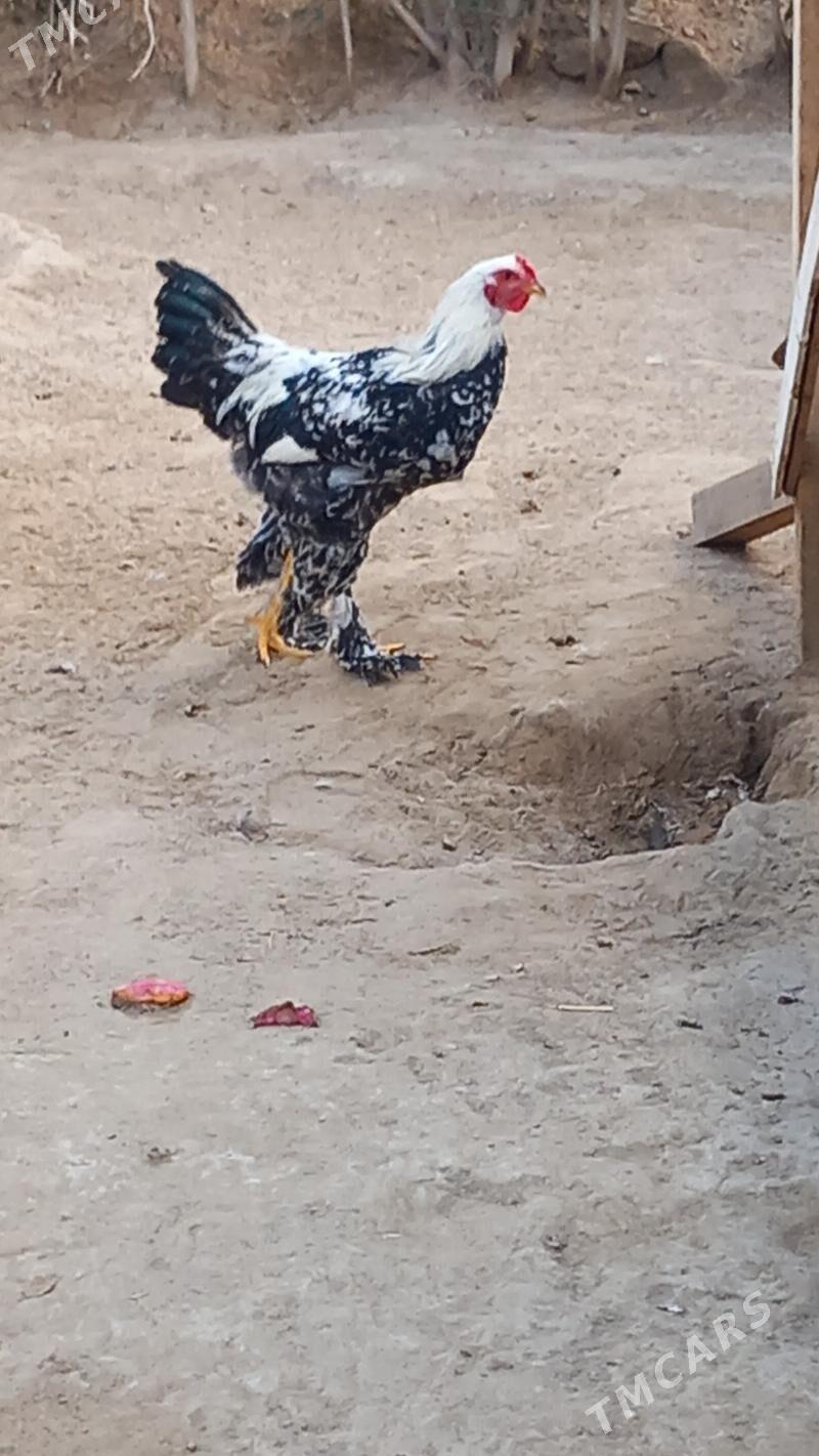 balgar horaz - Хитровка - img 3