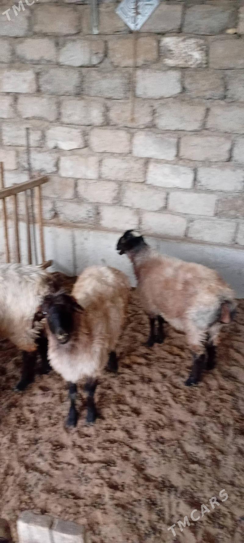 Tokly - Гарадамак Шор - img 1