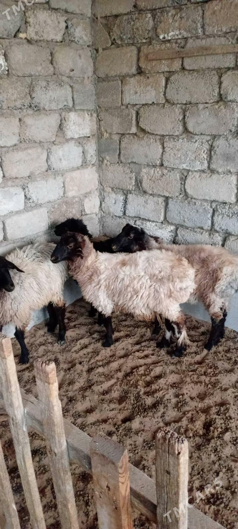 Tokly - Гарадамак Шор - img 2