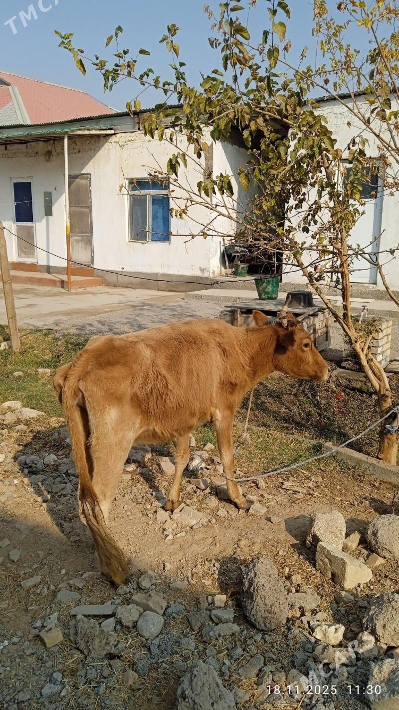 gysyrsygyr - Çoganly - img 2