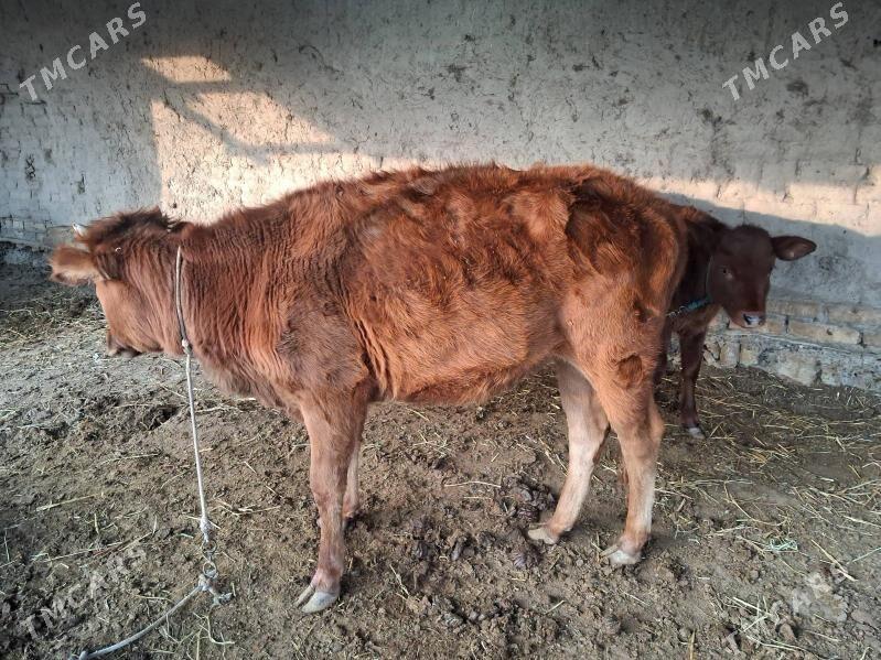 унажын - Туркменабат - img 3