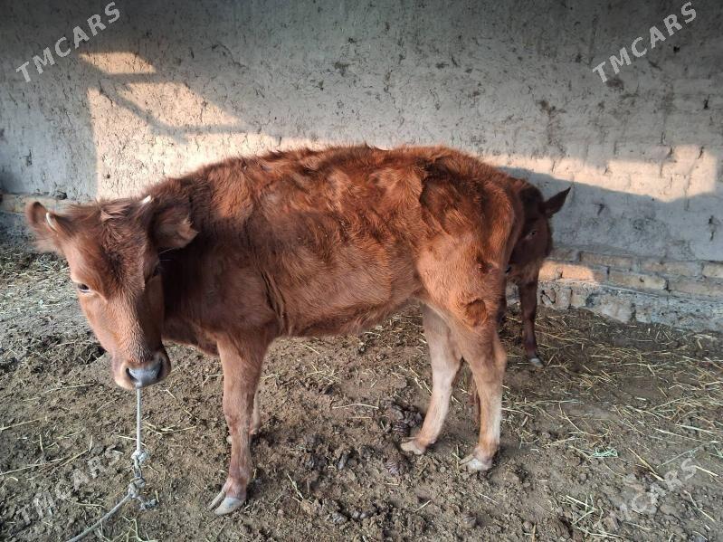 унажын - Туркменабат - img 2