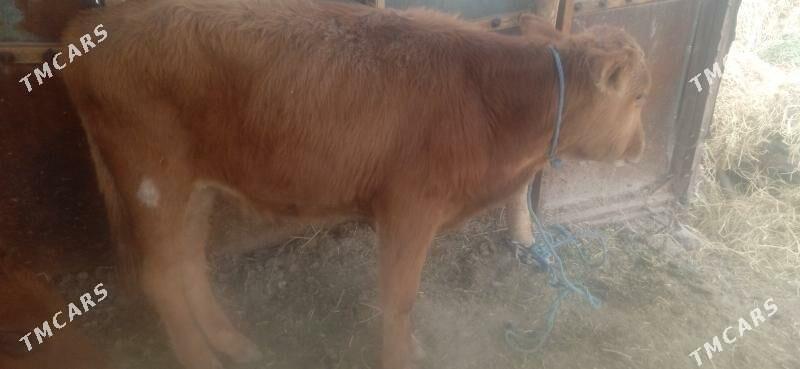 okuz - Чарджоу - img 3