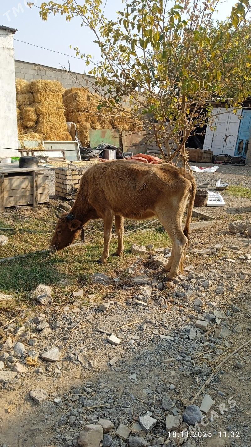 gysyrsygyr - Çoganly - img 3