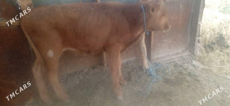 okuz - Чарджоу - img 2