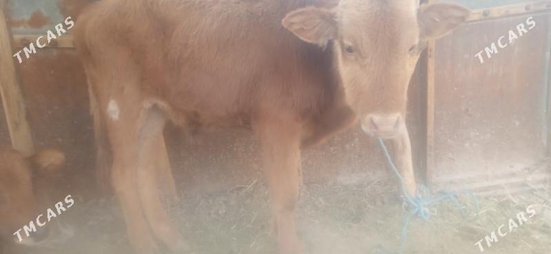 okuz - Чарджоу - img 4