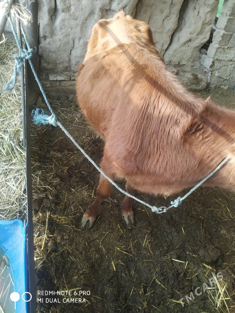 сыгырлар - Чарджоу - img 4