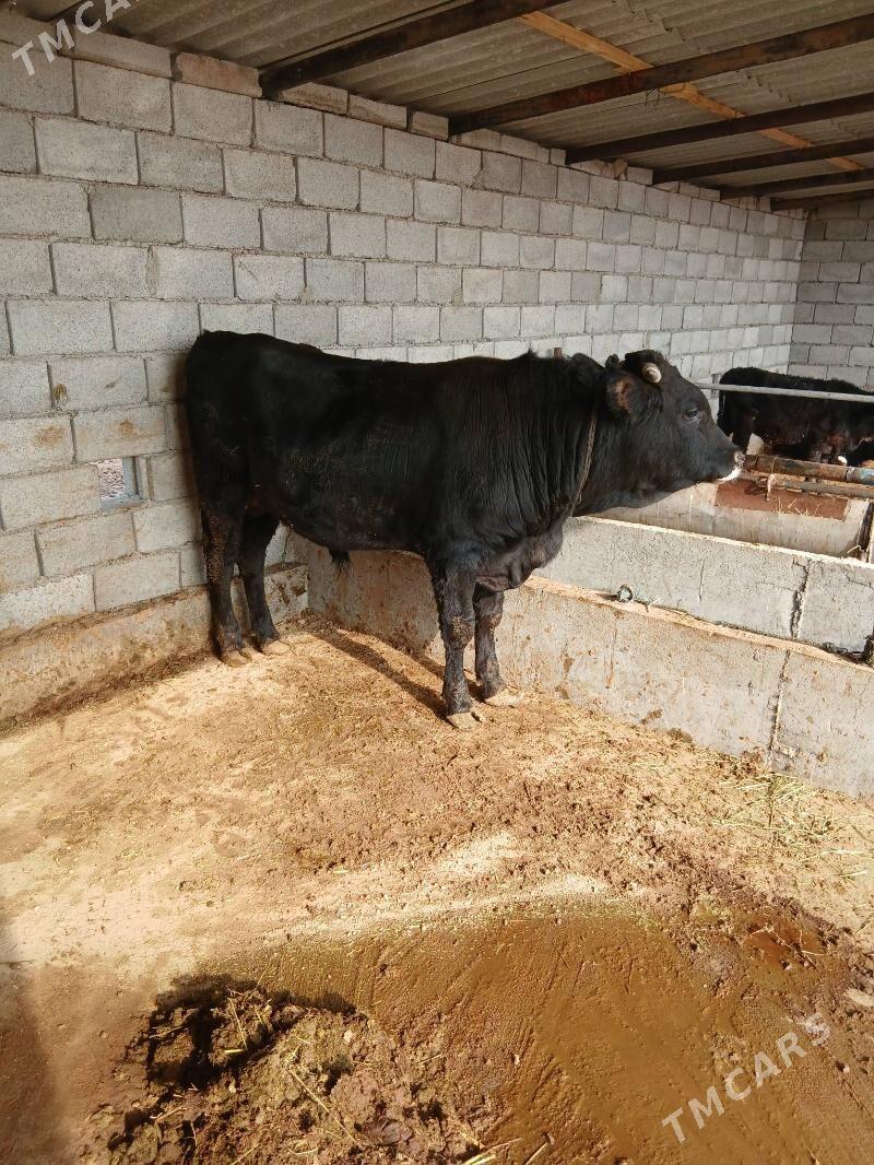 okuz - Бабадайхан - img 1