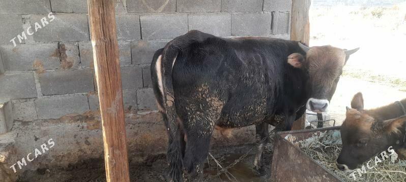 okuz - Bäherden - img 2