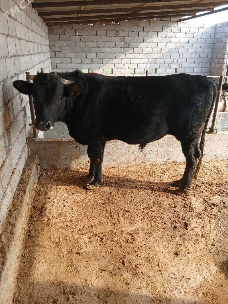 okuz - Бабадайхан - img 2